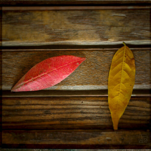 2k-autumn-two-leaves.jpg