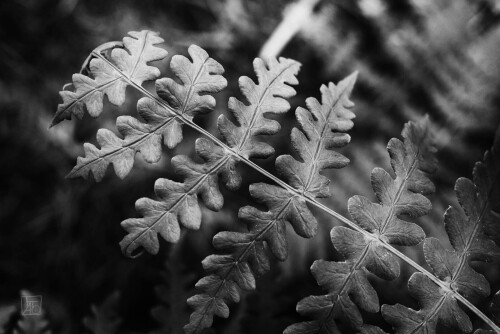 2k-fractal-leaf-2.jpg