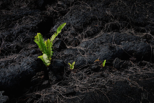 2k-lava-garden-2.jpg