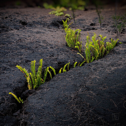 2k-lava-garden-3.jpg