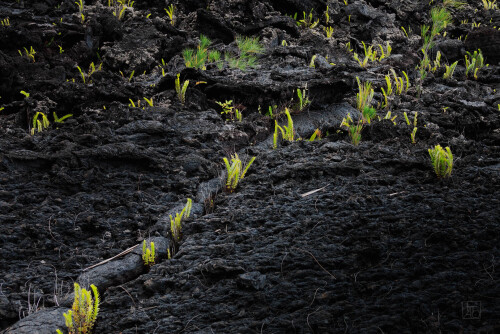2k-lava-garden-6.jpg