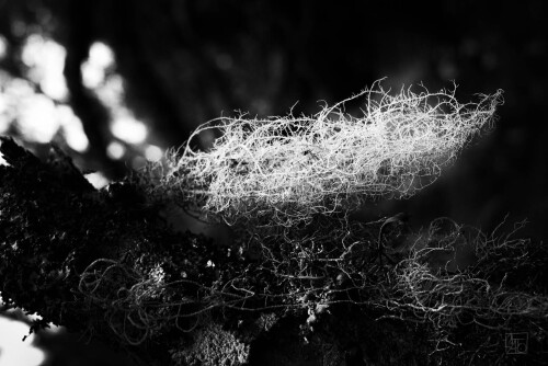 2k-lichen-2.jpg