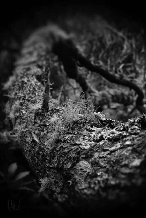 2k-lichen.jpg